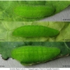 lyc dispar larva4 volg